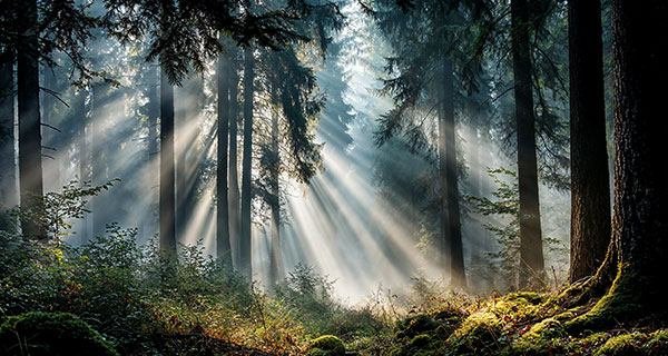 Wiesenbestattung